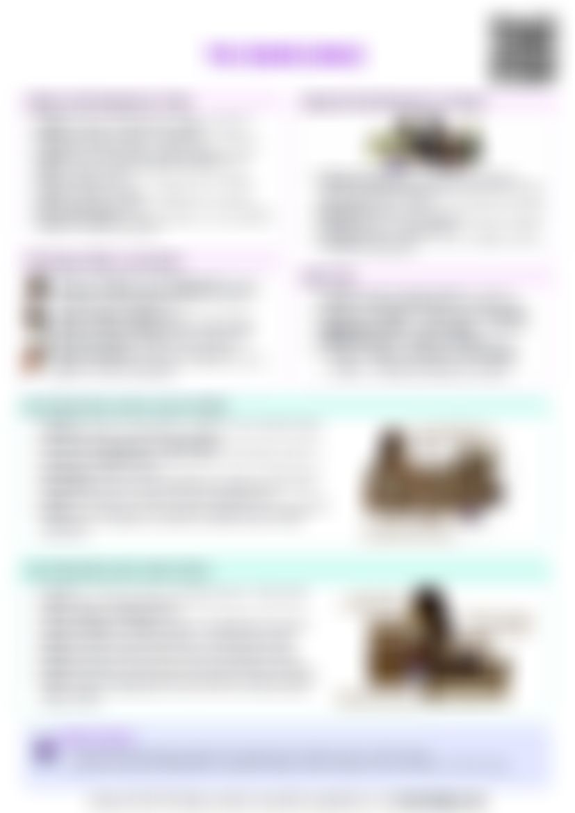 IB History: Section 4: The Renaissance (c1400–1600) — cheatsheet preview