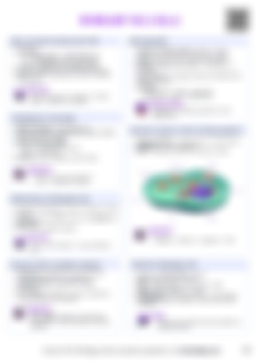 IB Bio A2.2 Cell structure Cheatsheet — cheatsheet preview